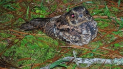 Antrostomus arizonae