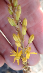 Bulbine latifolia