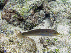 Halichoeres dispilus