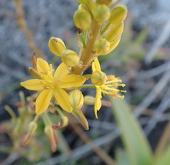 Bulbine latifolia