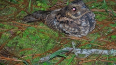 Antrostomus arizonae