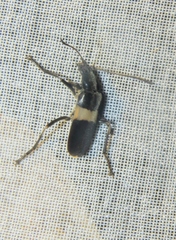 Chauliognathus tripartitus