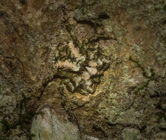 Stephanopis carcinoides