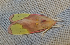 Bertholdia
