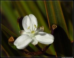 Libertia