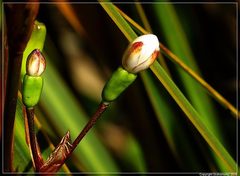 Libertia