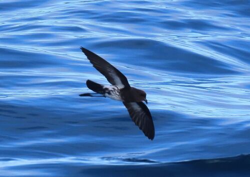 New Zealand Storm Petrel (Fregetta maoriana), photo 9