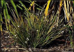 Libertia