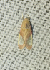 Bertholdia