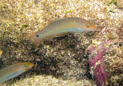 Halichoeres dispilus