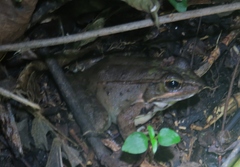 Lithobates maculatus