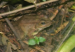 Lithobates maculatus