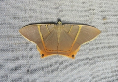 Phrygionis polita