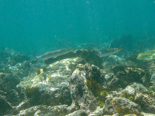 Pelican barracuda (Sphyraena idiastes) — Sphyraenidae
