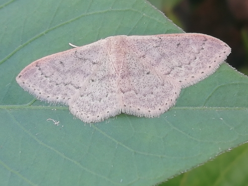 Idaea eugeniata