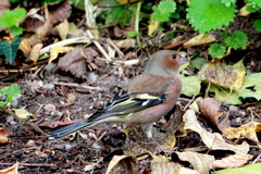 Fringilla coelebs