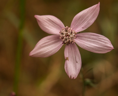 Cosmos carvifolius
