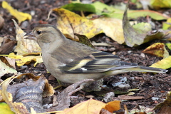 Fringilla coelebs