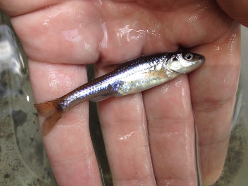 Ericymba dorsalis