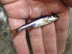 Notropis dorsalis