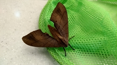 Marumba cristata