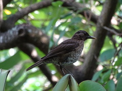 Turdus olivaceofuscus