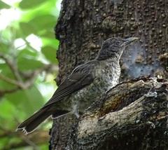 Turdus olivaceofuscus