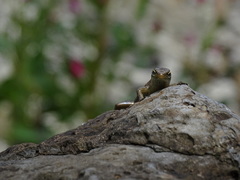 Trachylepis thomensis