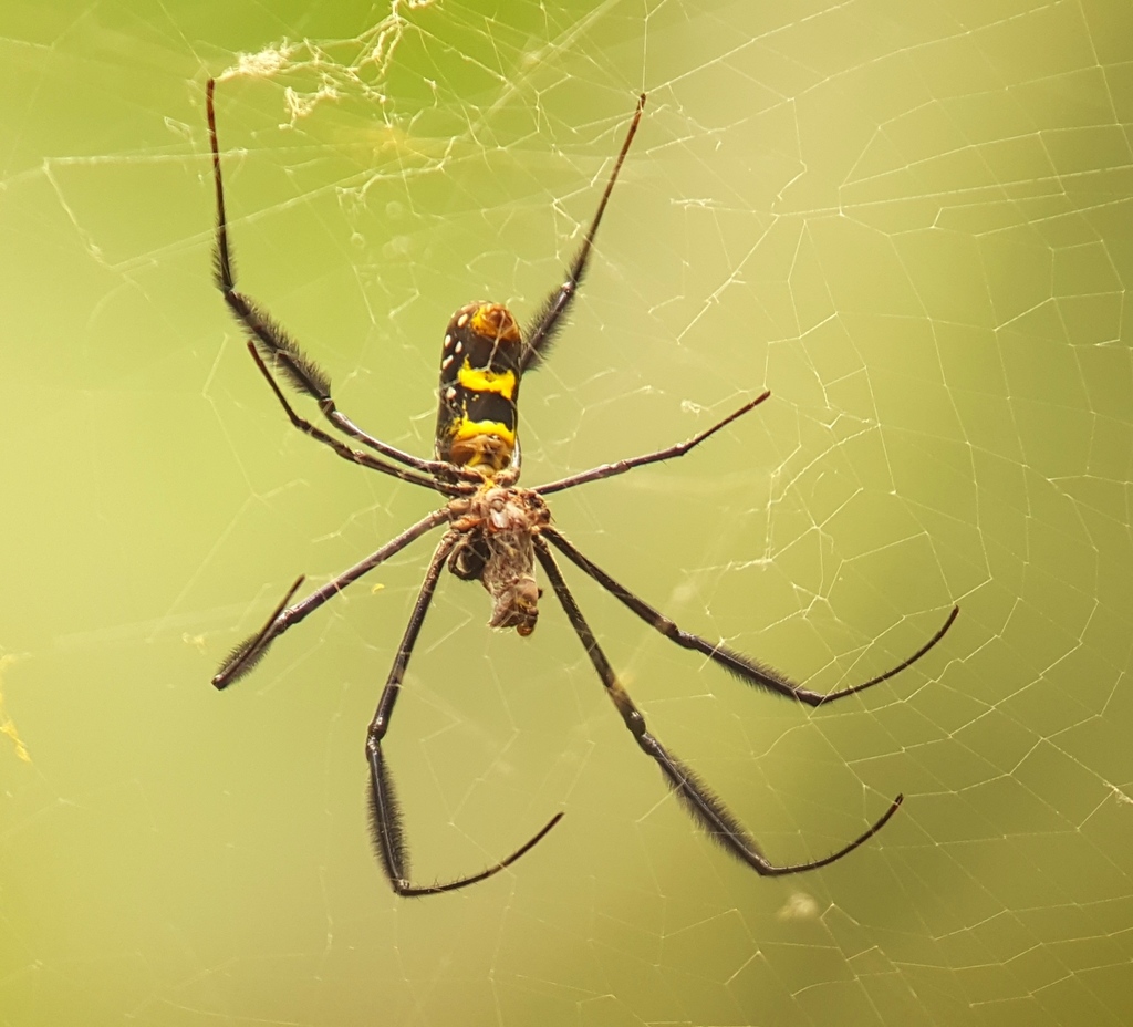 Hairy Golden Orb-weaving Spider from Lemba, São Tomé and Príncipe on ...