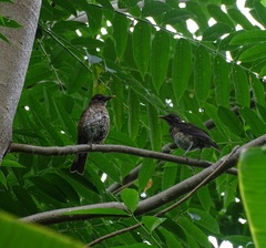 Turdus olivaceofuscus