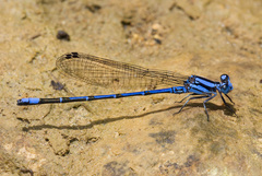 Argia variegata