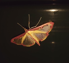 Cadarena pudoraria