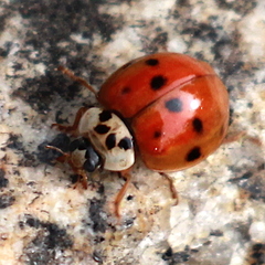 Harmonia axyridis