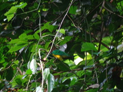 Chrysococcyx cupreus insularum