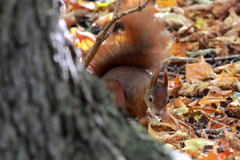 Sciurus vulgaris