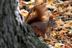 Sciurus vulgaris