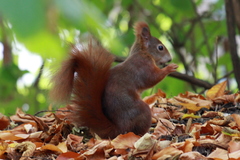 Sciurus vulgaris