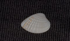 Timoclea scabra