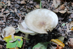 Clitocybe nebularis