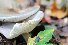Clitocybe nebularis