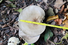 Clitocybe nebularis