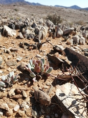 Trachypetrella anderssonii