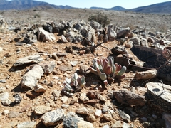 Trachypetrella anderssonii