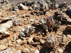 Trachypetrella anderssonii