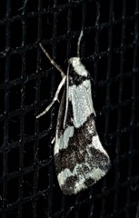 Philenora chionastis