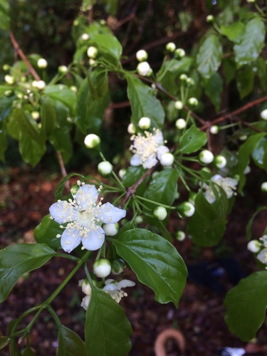 Campomanesia lineatifolia, photograph 5