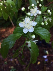 Campomanesia lineatifolia, photograph (c) B. Phalan, some rights reserved (CC BY)