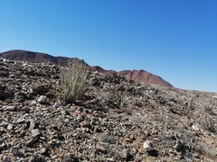 Euphorbia dregeana