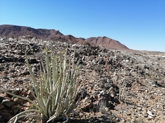 Euphorbia dregeana