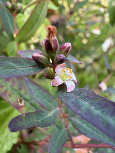 Greater marsh St. Johnswort (Hypericum walteri)